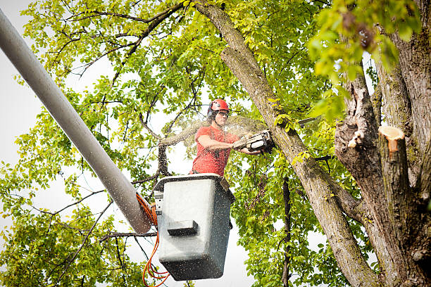Best Tree Risk Assessment  in Chatfield, MN